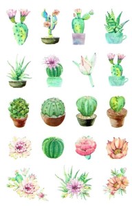 Naklejki, nalepki foliowe - kaktusy, sukulenty