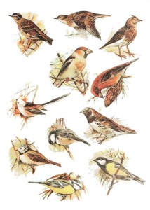 Papier klasyczny A4 do decoupage - ptaki, ptaszki
