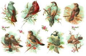 Papier ryżowy A4 do decoupage A - ptaki, ptaszki