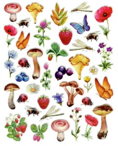 Naklejki wypukłe, puffy - grzyby, owady, kwiaty, owoce