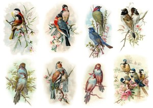 Papier ryżowy A4 do decoupage A - ptaki, ptaszki