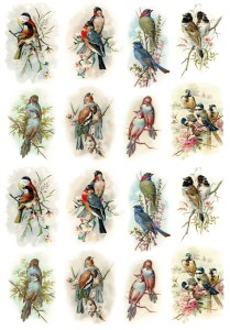 Papier ryżowy A4 do decoupage A - ptaki, ptaszki 