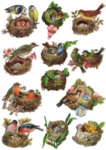 Papier ryżowy A4 do decoupage A - ptaki, ptaszki, gniazdka