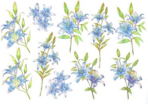 Naklejki foliowe zestaw 10 sztuk - kwiaty