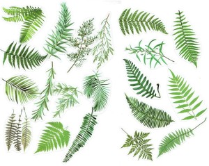 Naklejki foliowe zestaw 40 sztuk - liście, paprocie