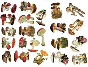 Naklejki foliowe zestaw 40 sztuk - grzyby, grzybki