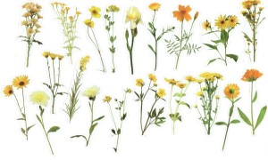 Naklejki foliowe zestaw 40 sztuk - kwiaty polne