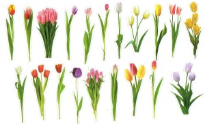Naklejki foliowe zestaw 40 sztuk - kwiaty, tulipany