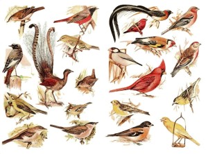 Papier ryżowy A4 do decoupage A - ptaki, ptaszki