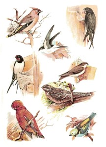 Papier ryżowy A4 do decoupage A - ptaki, ptaszki