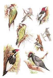 Papier ryżowy A4 do decoupage A - ptaki, ptaszki