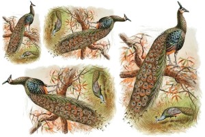 Papier ryżowy A4 do decoupage A - ptaki, ptaszki, paw, pawie