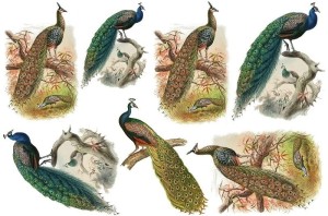 Papier ryżowy A4 do decoupage A - ptaki, ptaszki, paw, pawie