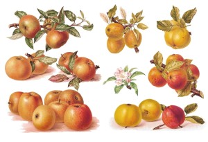 Papier ryżowy A4 do decoupage A - jabłka, owoce