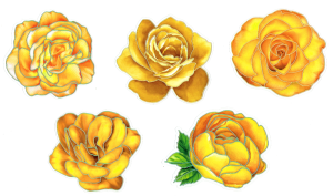 Naklejki foliowe zestaw 10 sztuk - kwiaty, róże