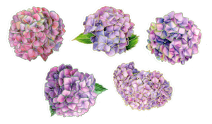 Naklejki foliowe zestaw 10 sztuk - kwiaty, róże