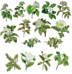 Naklejki foliowe zestaw 30 sztuk - kwiaty