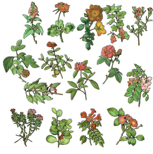 Naklejki foliowe zestaw 30 sztuk - kwiaty 