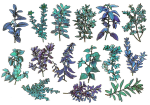 Naklejki foliowe zestaw 30 sztuk - rośliny, zioła, liście