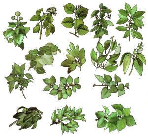 Naklejki foliowe zestaw 30 sztuk - rośliny, zioła, liście