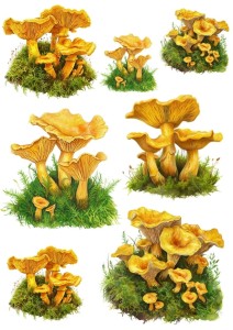 Papier ryżowy A4 do decoupage Artando - grzyby, grzybki, kurki