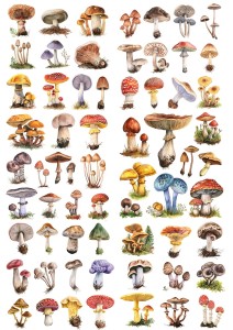 Papier ryżowy A4 do decoupage Artando - grzyby, grzybki