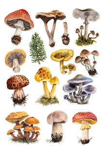 Papier ryżowy A4 do decoupage Artando - grzyby, grzybki