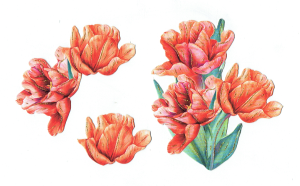 Scrapki papierowe z efektem 3D - kwiaty wiosenne, tulipany