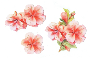 Scrapki papierowe z efektem 3D - kwiaty wiosenne, azalia