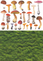 268.png