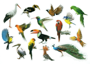 Naklejki foliowe zestaw 30 sztuk - ptaki 