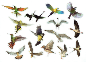 Naklejki foliowe zestaw 30 sztuk - ptaki