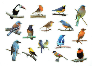 Naklejki foliowe zestaw 30 sztuk - ptaki