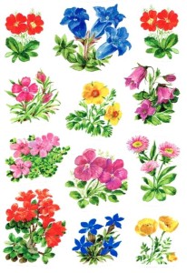 Naklejki, stickersy, kwiaty górskie - 3 arkusze