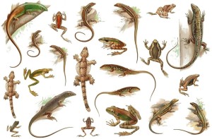 Papier klasyczny A4 do decoupage - żaby, jaszczurki