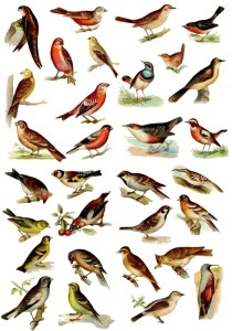 Papier ryżowy A4 do decoupage A - ptaki, ptaszki