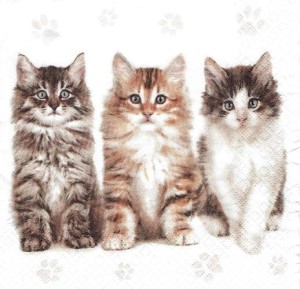 Serwetka decoupage 33x33 cm - trzy koty, kotki
